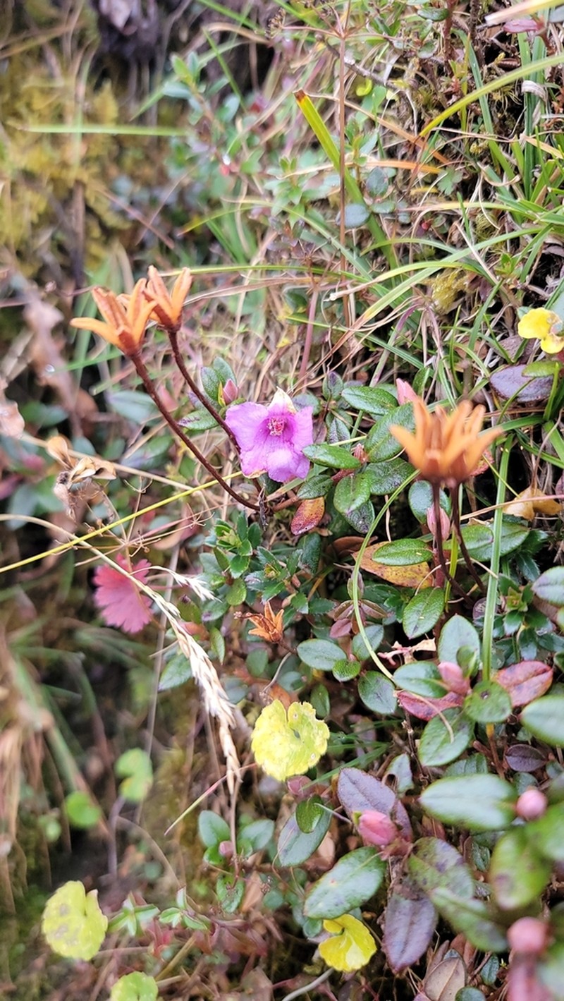 Rhododendron pumilum
