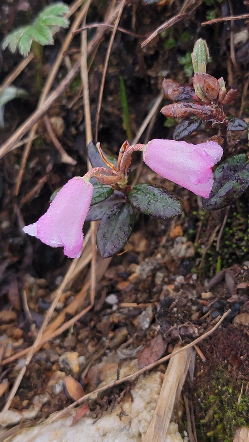 Rhododendron pumilum photo 3