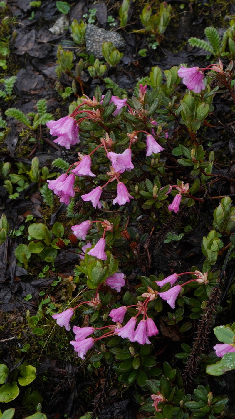 Rhododendron pumilum photo 5