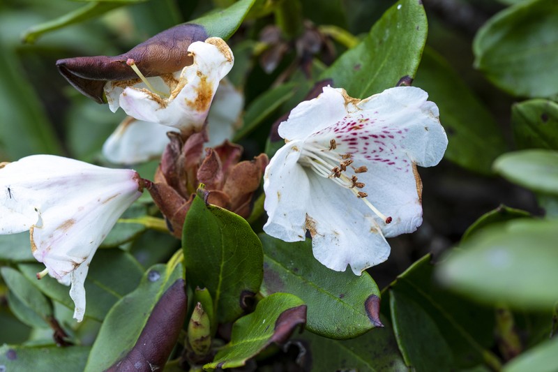 Rhododendron purdomii photo 2