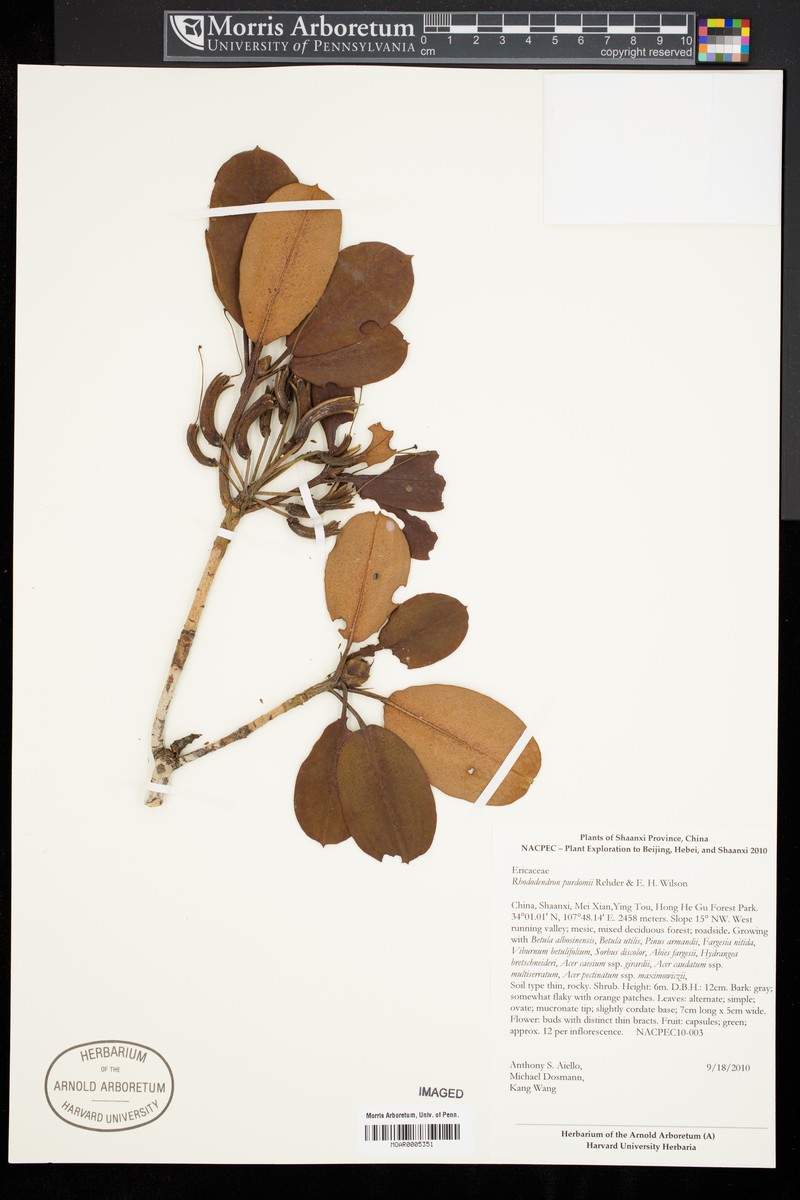 Rhododendron purdomii photo 3