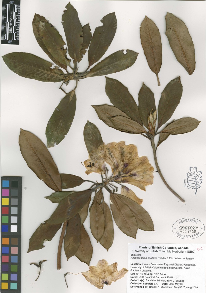 Rhododendron purdomii photo 4