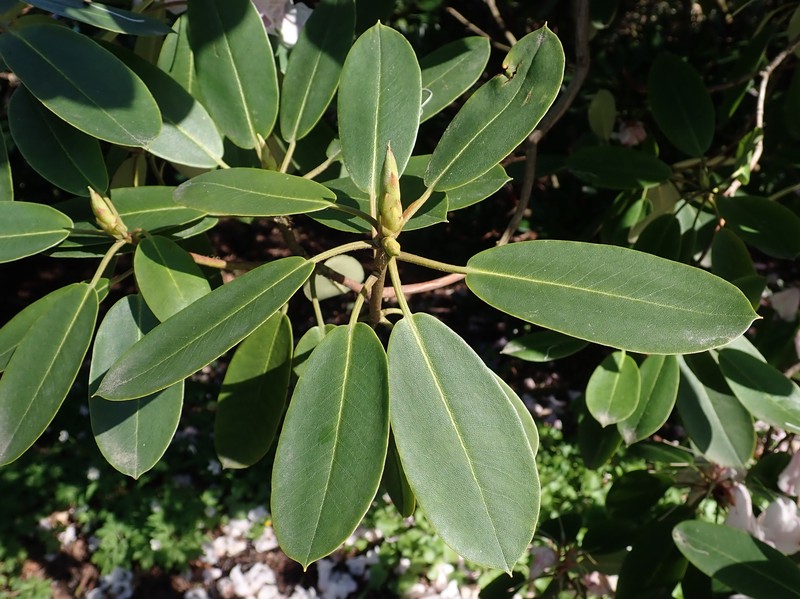 Rhododendron purdomii