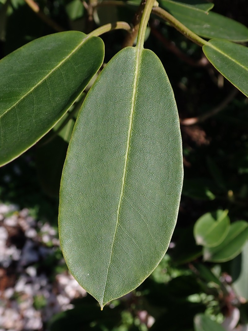 Rhododendron purdomii photo 5