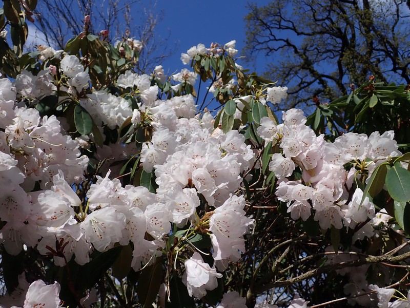 Rhododendron purdomii photo 6