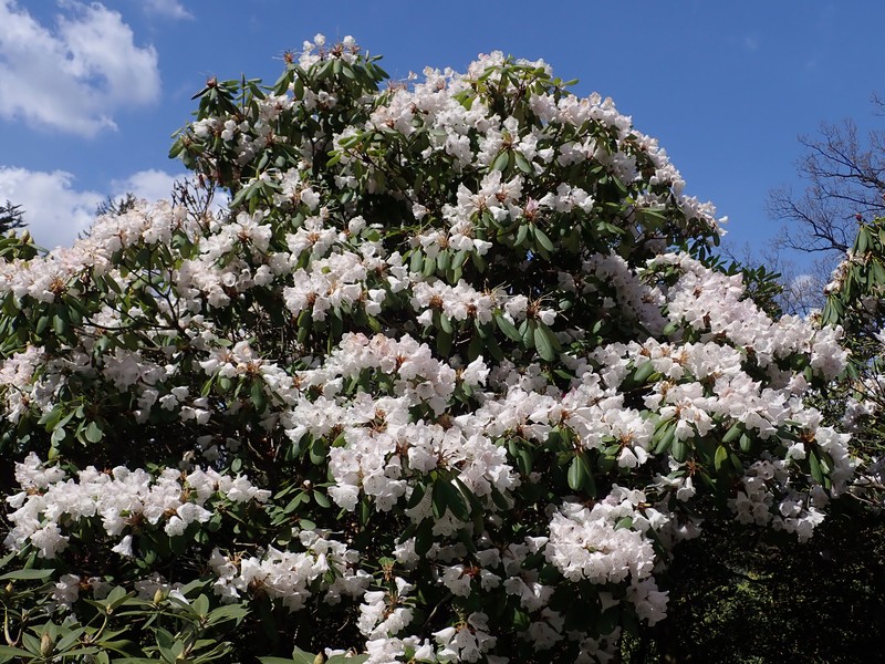 Rhododendron purdomii photo 7
