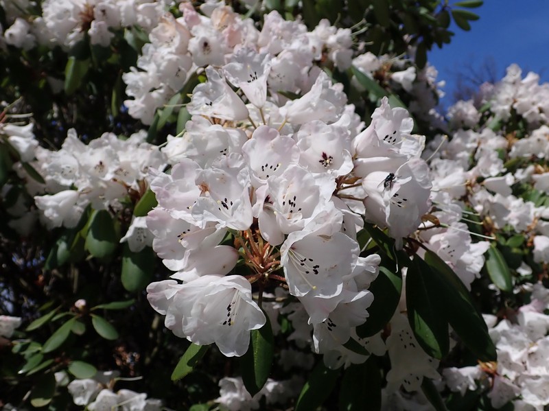 Rhododendron purdomii photo 8