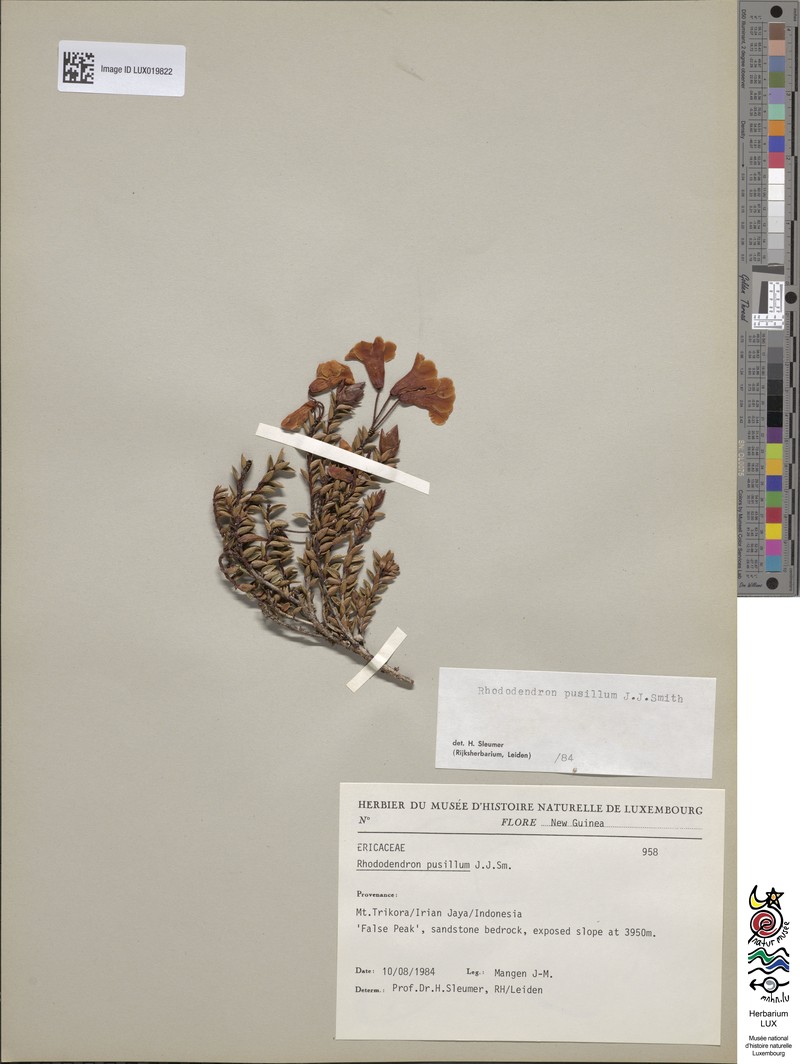 Rhododendron pusillum
