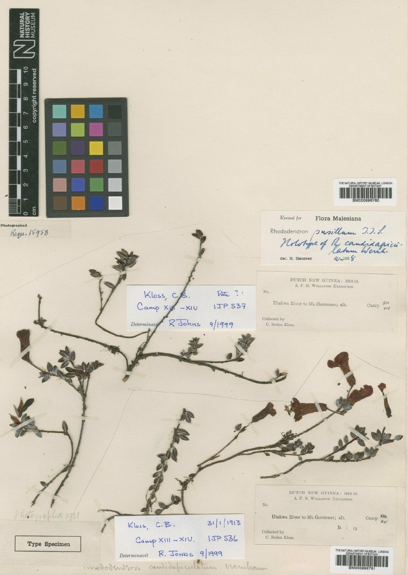 Rhododendron pusillum photo 3