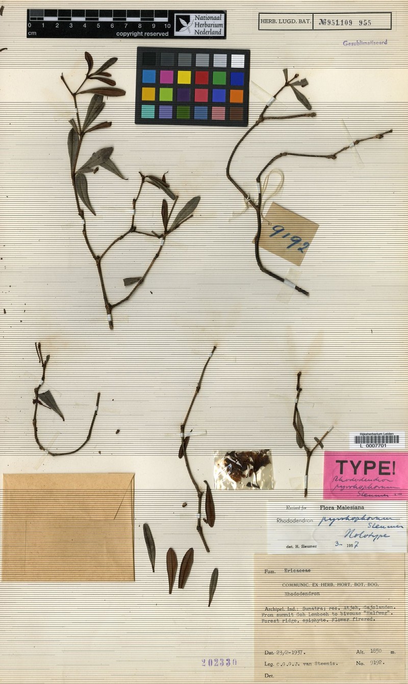 Rhododendron pyrrhophorum