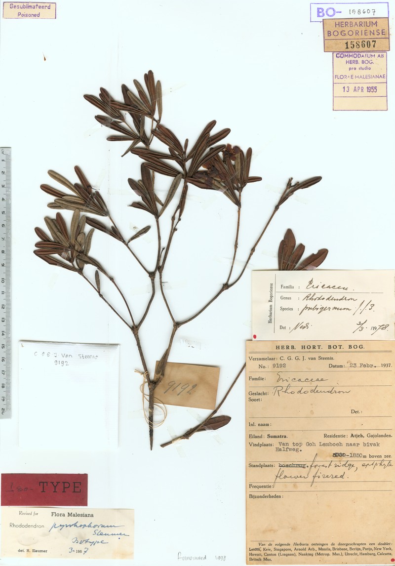 Rhododendron pyrrhophorum photo 2