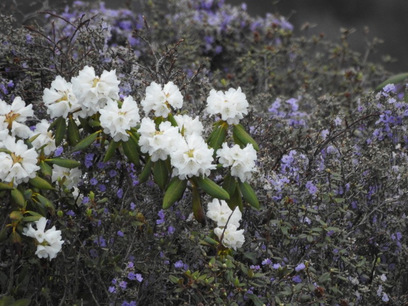 Rhododendron qinghaiense
