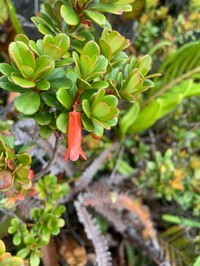 Rhododendron quadrasianum