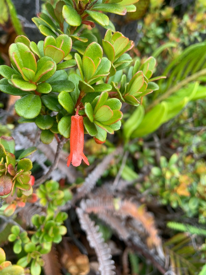 Rhododendron quadrasianum