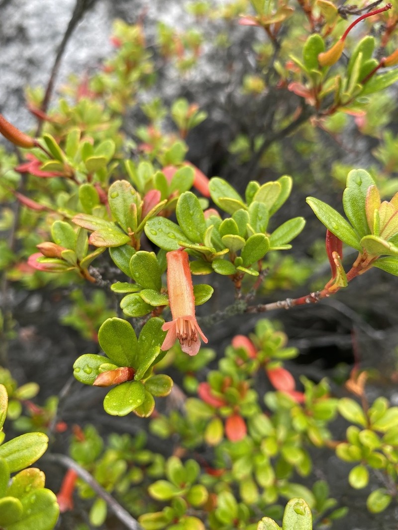 Rhododendron quadrasianum photo 2