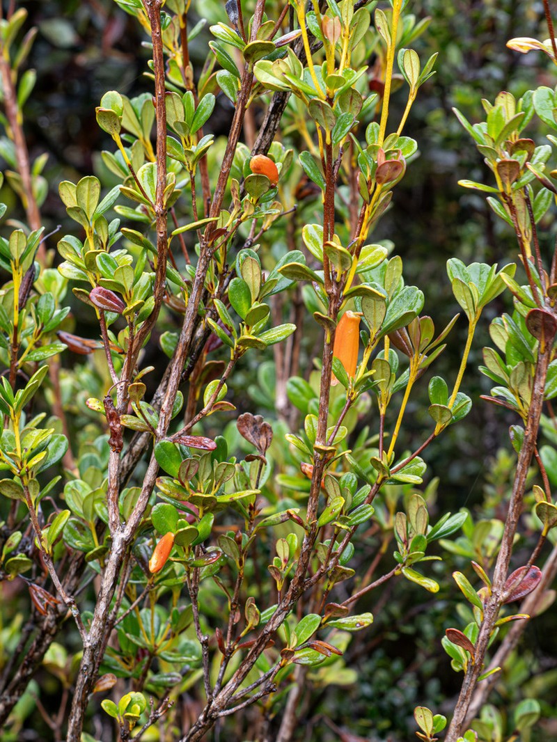 Rhododendron quadrasianum photo 3