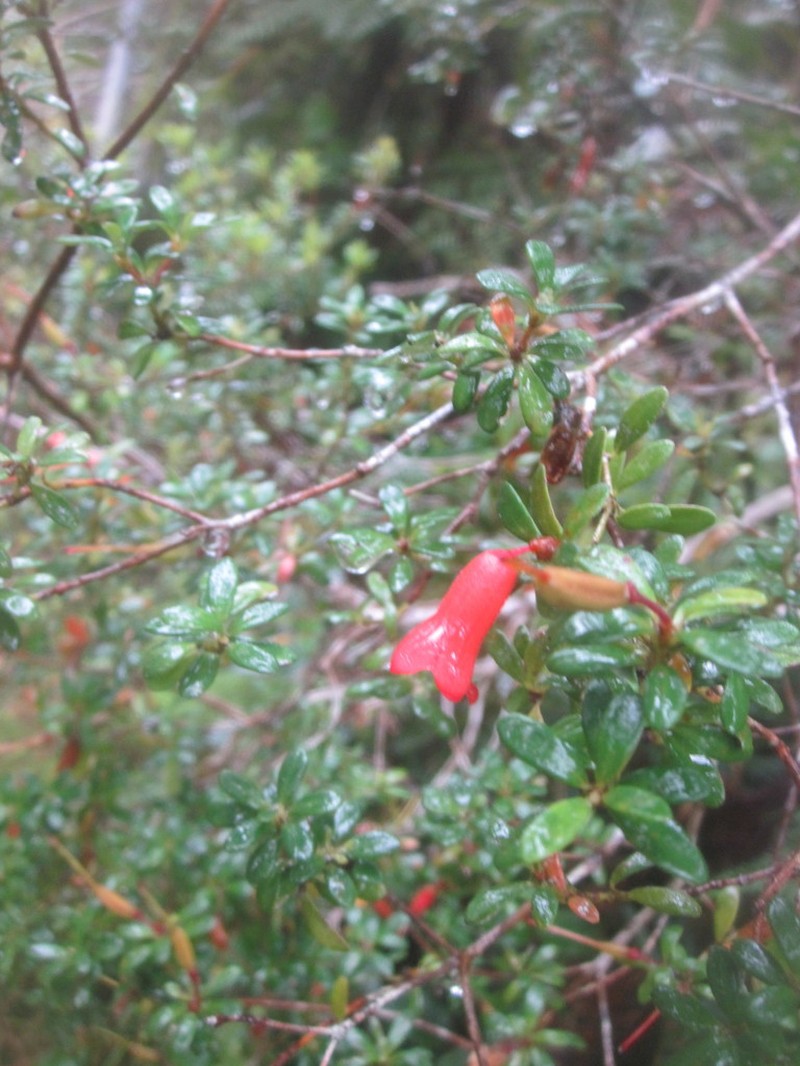 Rhododendron quadrasianum photo 4