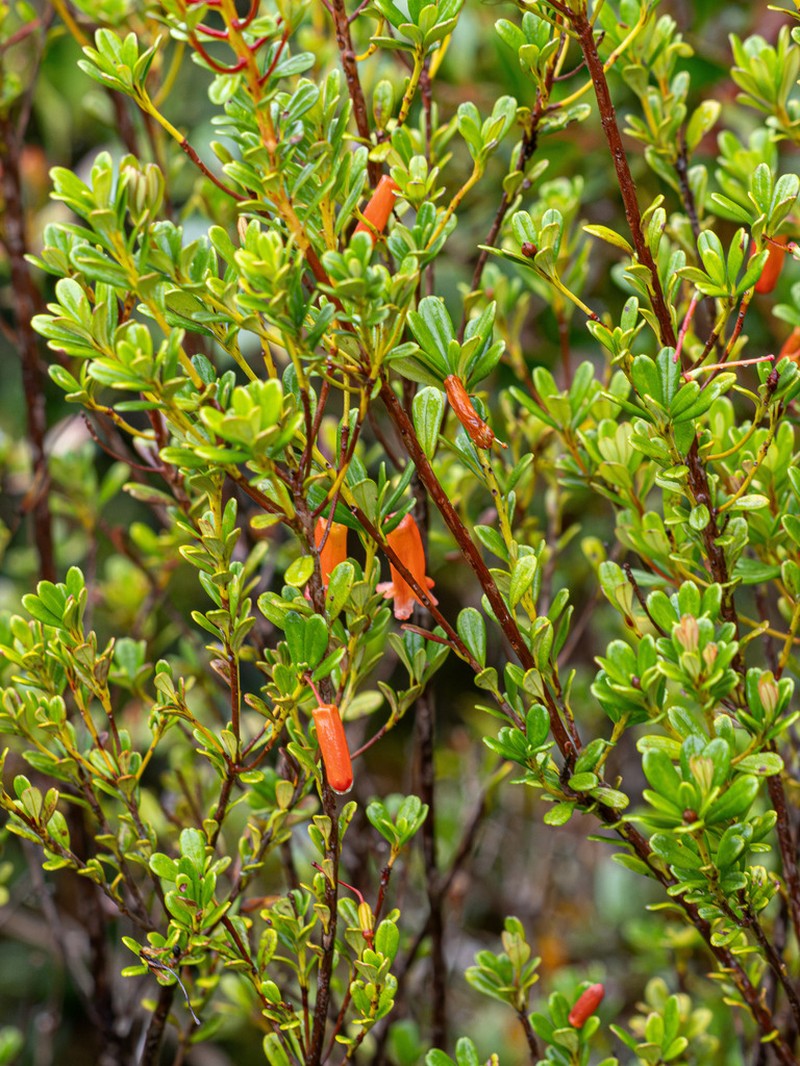 Rhododendron quadrasianum photo 5