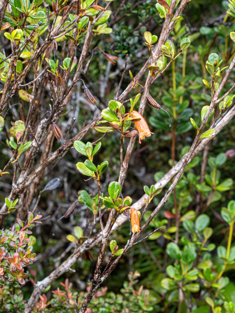 Rhododendron quadrasianum photo 6