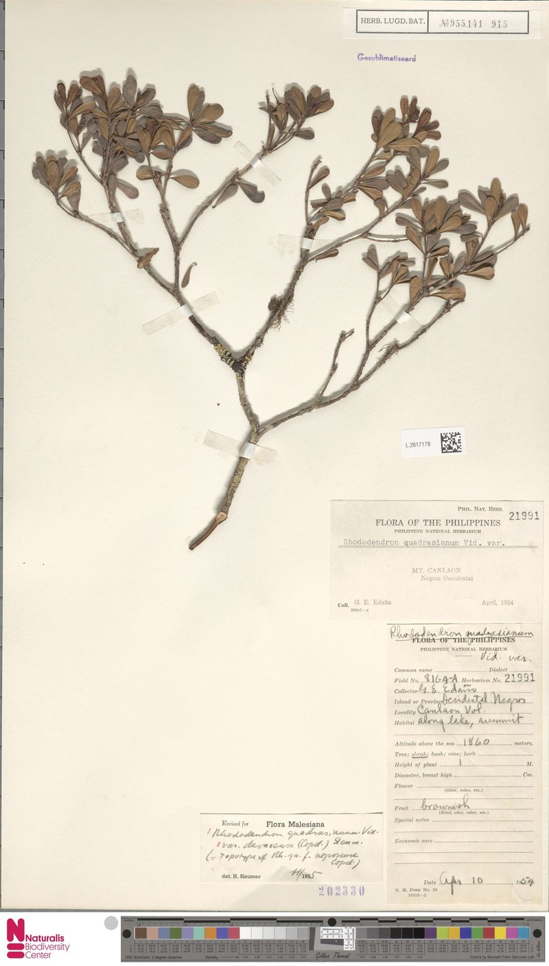 Rhododendron quadrasianum var. davaoense photo 3