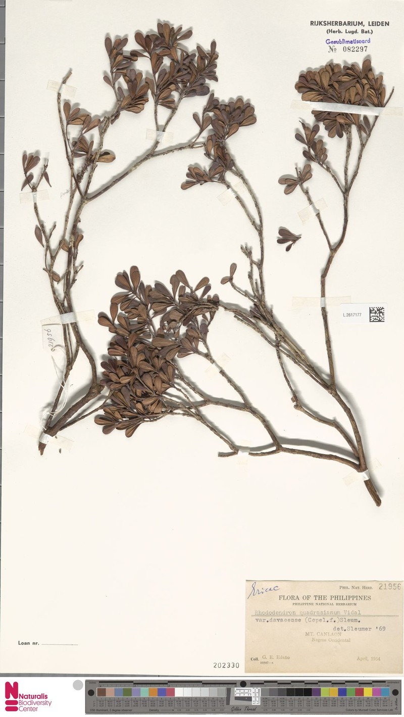 Rhododendron quadrasianum var. davaoense photo 4