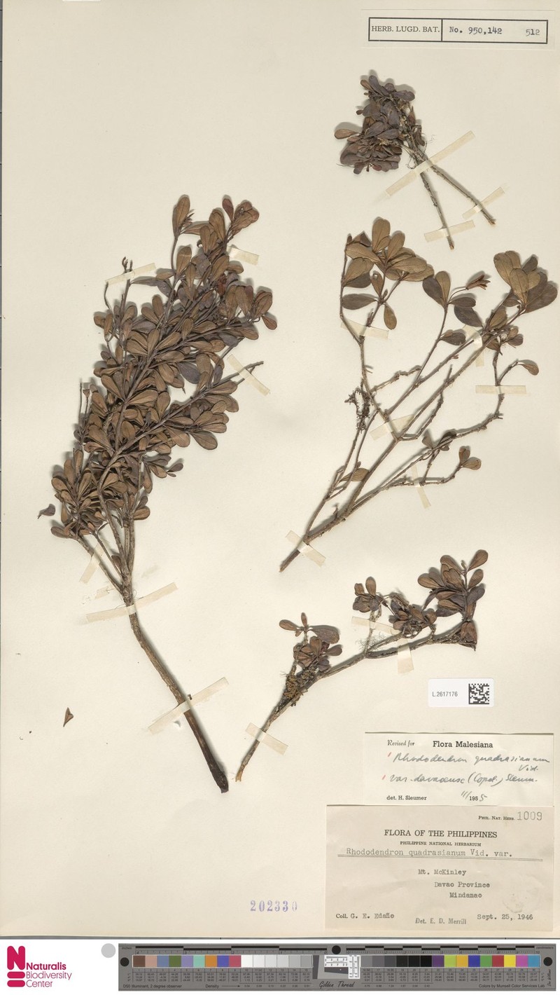 Rhododendron quadrasianum var. davaoense photo 5