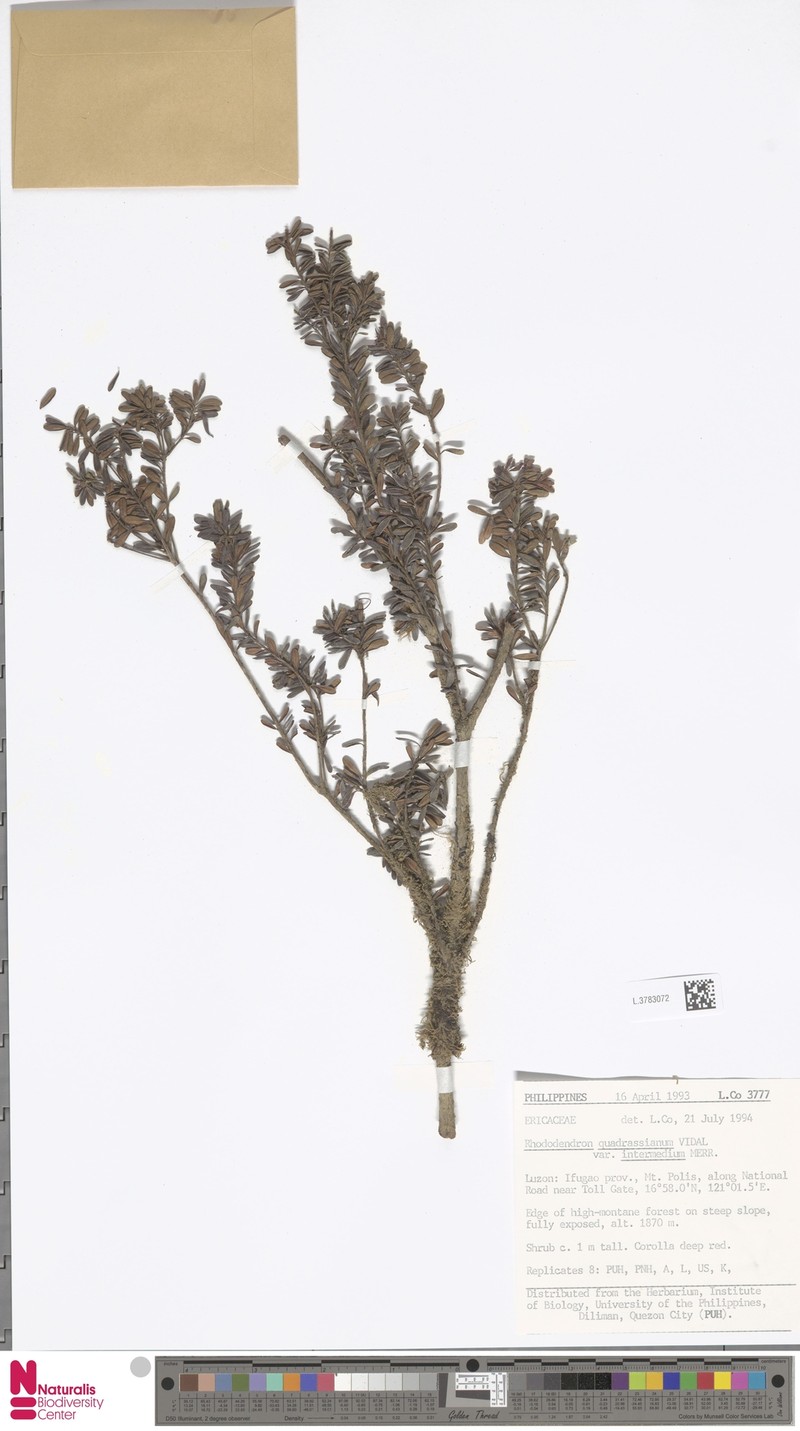Rhododendron quadrasianum var. intermedium