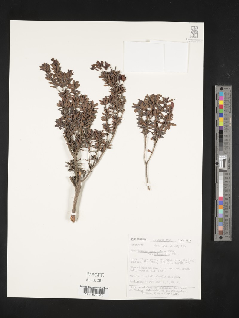 Rhododendron quadrasianum var. intermedium photo 2