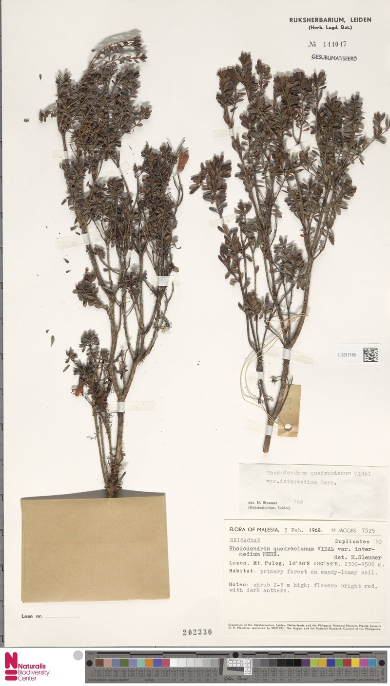 Rhododendron quadrasianum var. intermedium photo 3