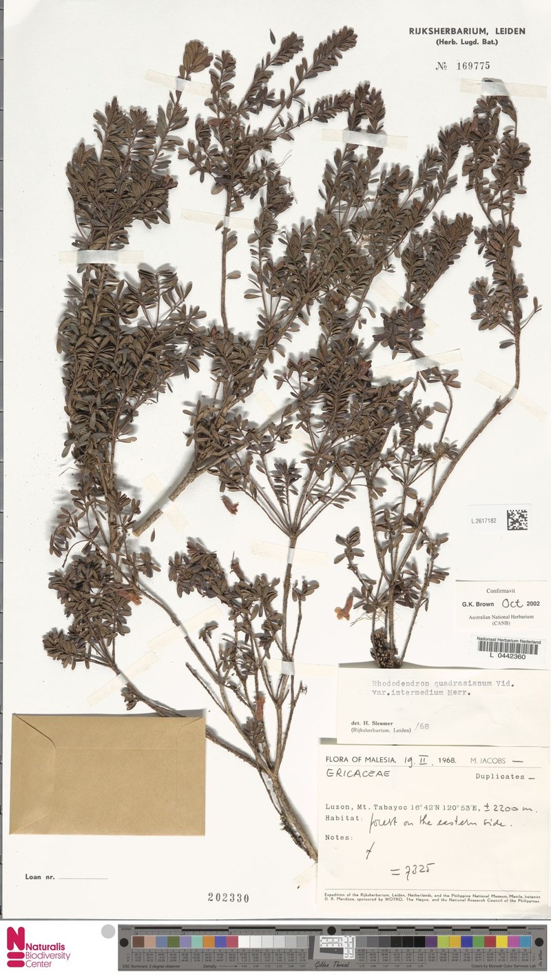 Rhododendron quadrasianum var. intermedium photo 4