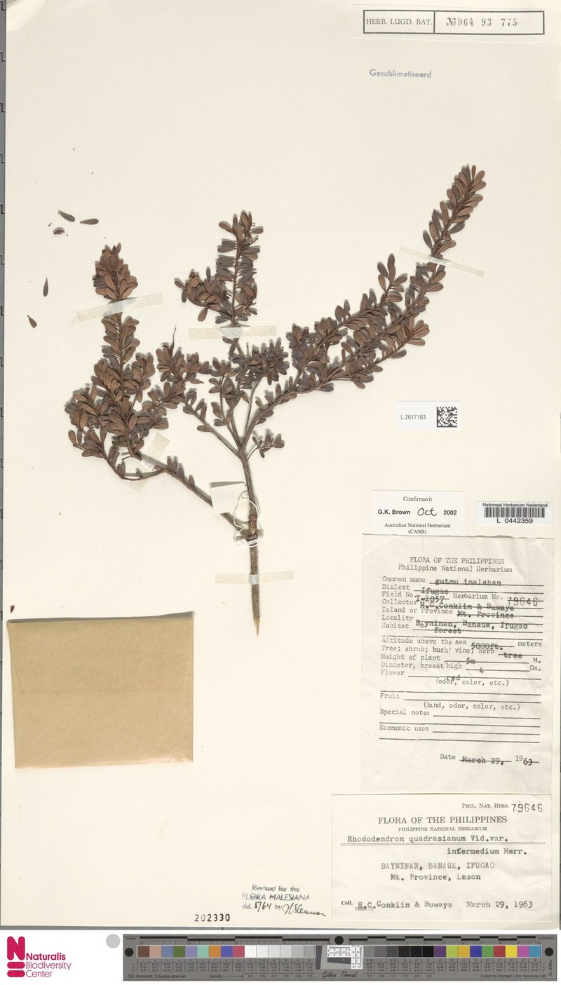 Rhododendron quadrasianum var. intermedium photo 5