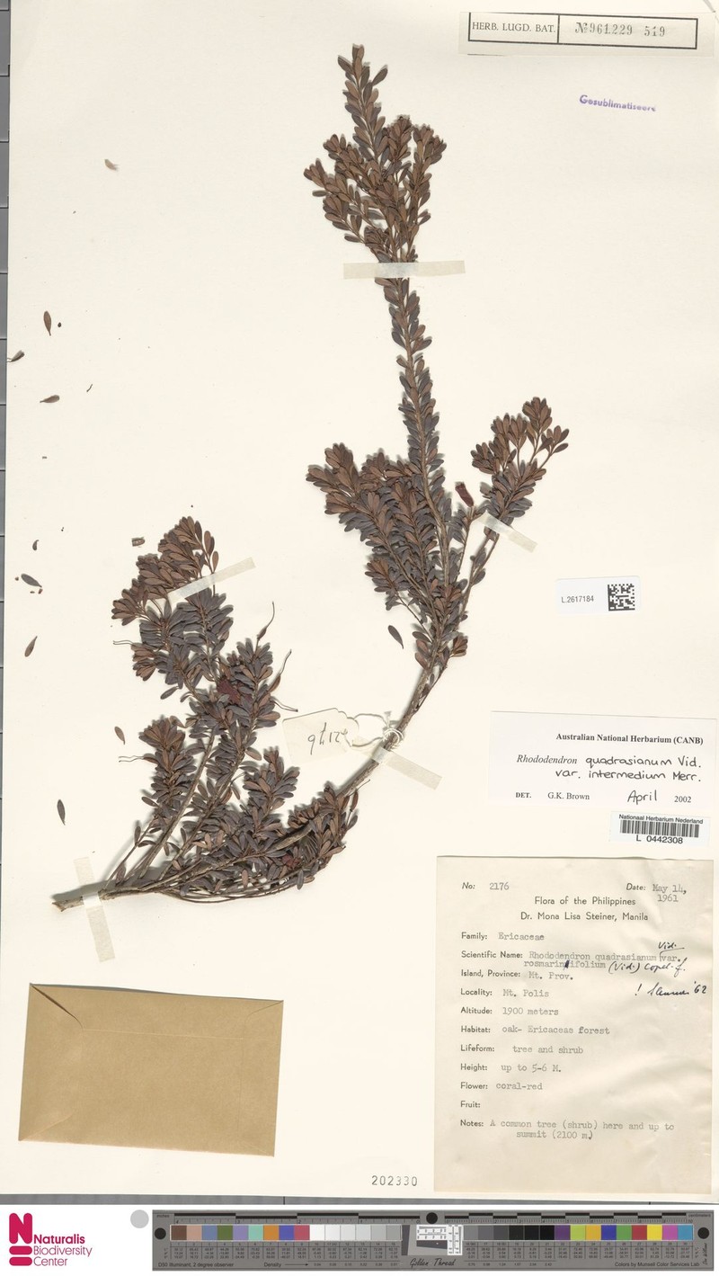 Rhododendron quadrasianum var. intermedium photo 6