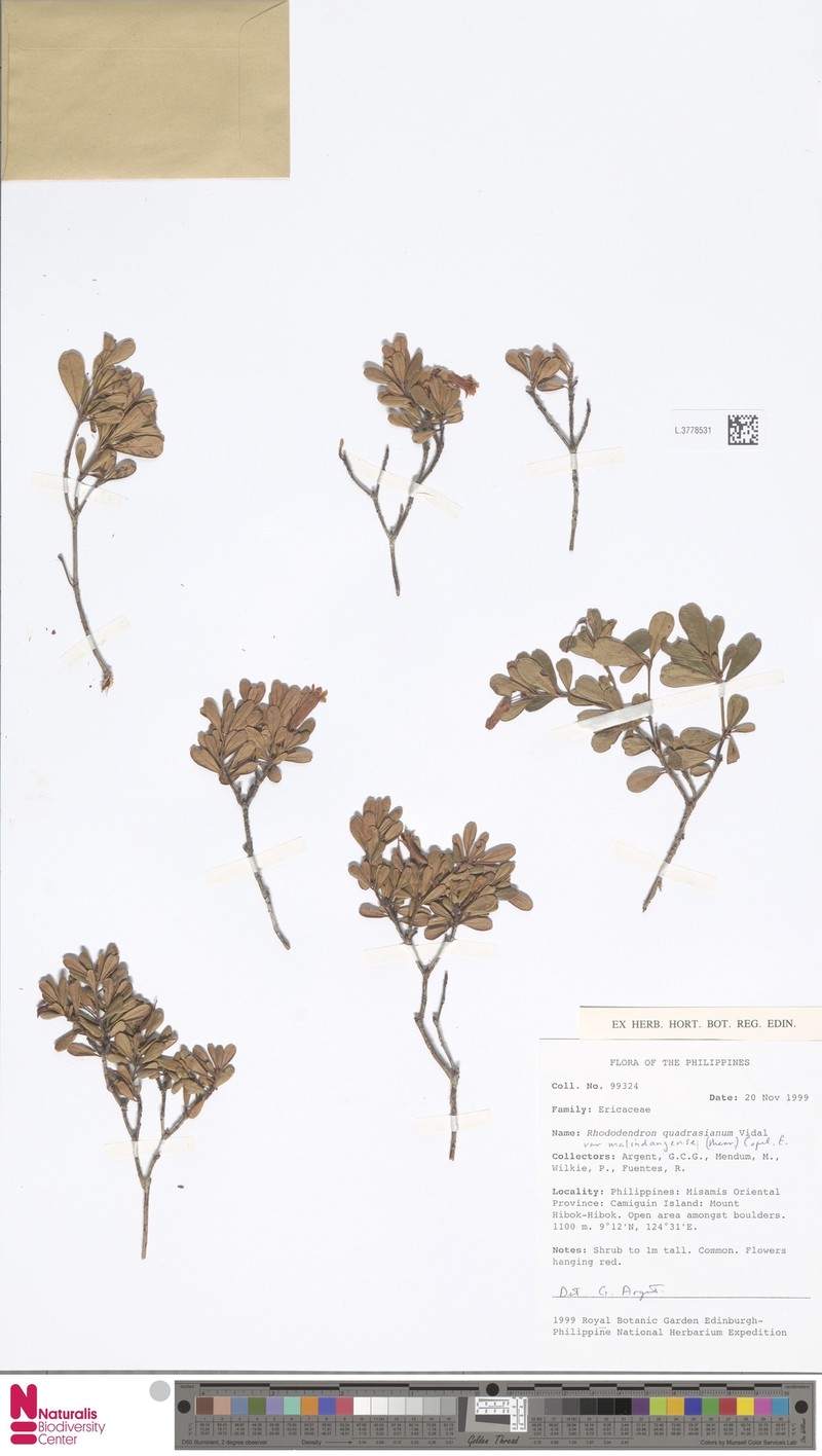 Rhododendron quadrasianum var. malindangense