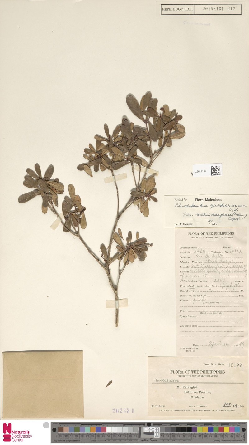 Rhododendron quadrasianum var. malindangense photo 2