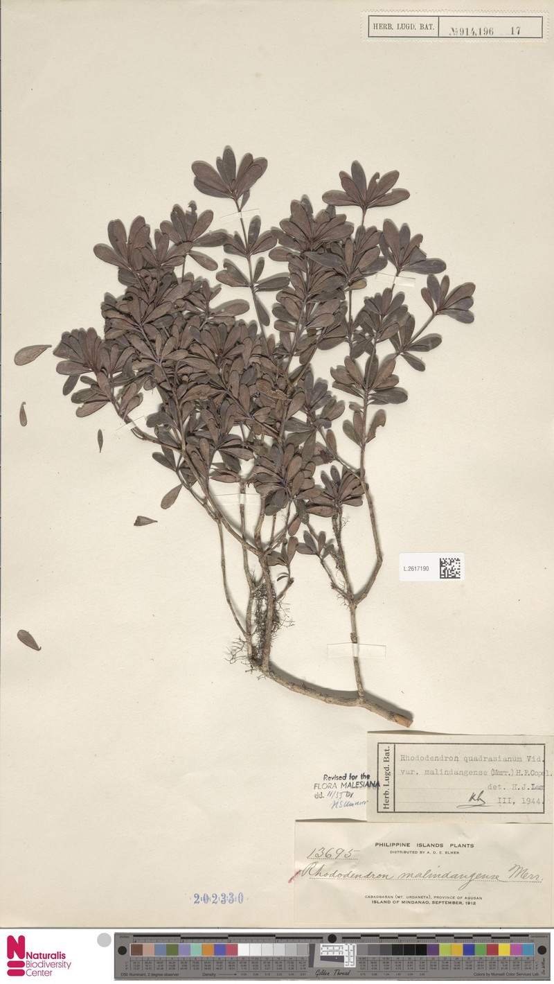 Rhododendron quadrasianum var. malindangense photo 3