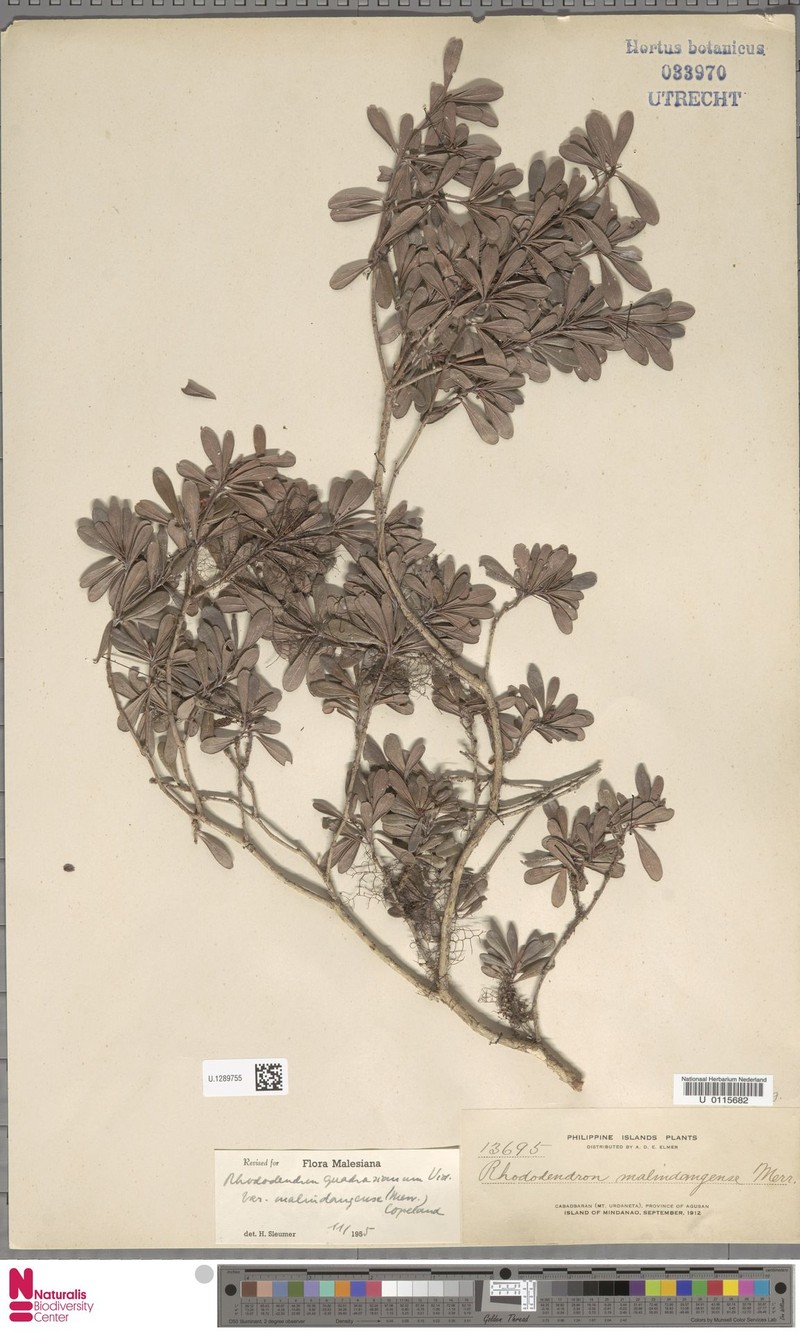 Rhododendron quadrasianum var. malindangense photo 4