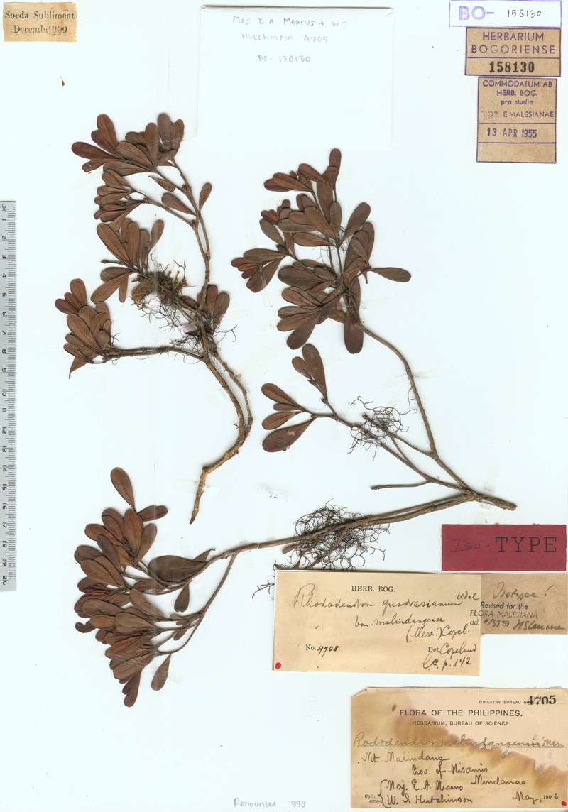 Rhododendron quadrasianum var. malindangense photo 5