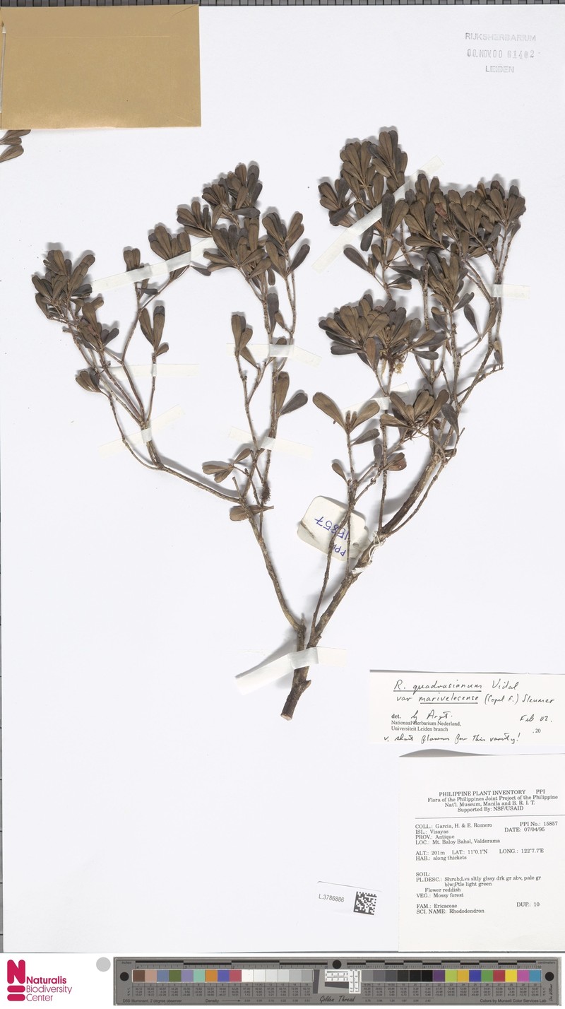 Rhododendron quadrasianum var. marivelesense