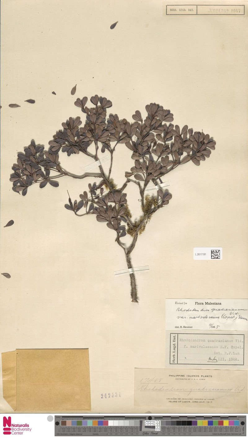 Rhododendron quadrasianum var. marivelesense photo 2