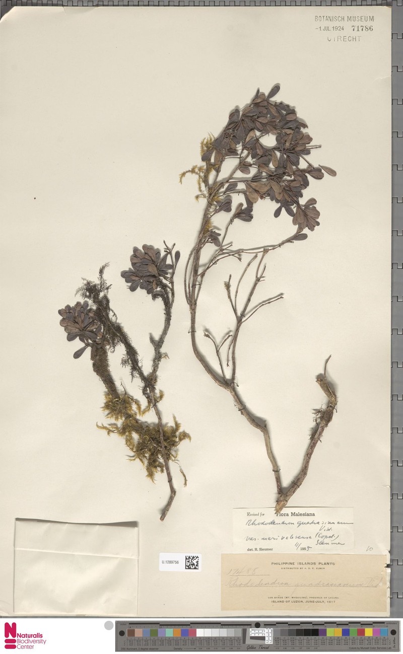 Rhododendron quadrasianum var. marivelesense photo 3