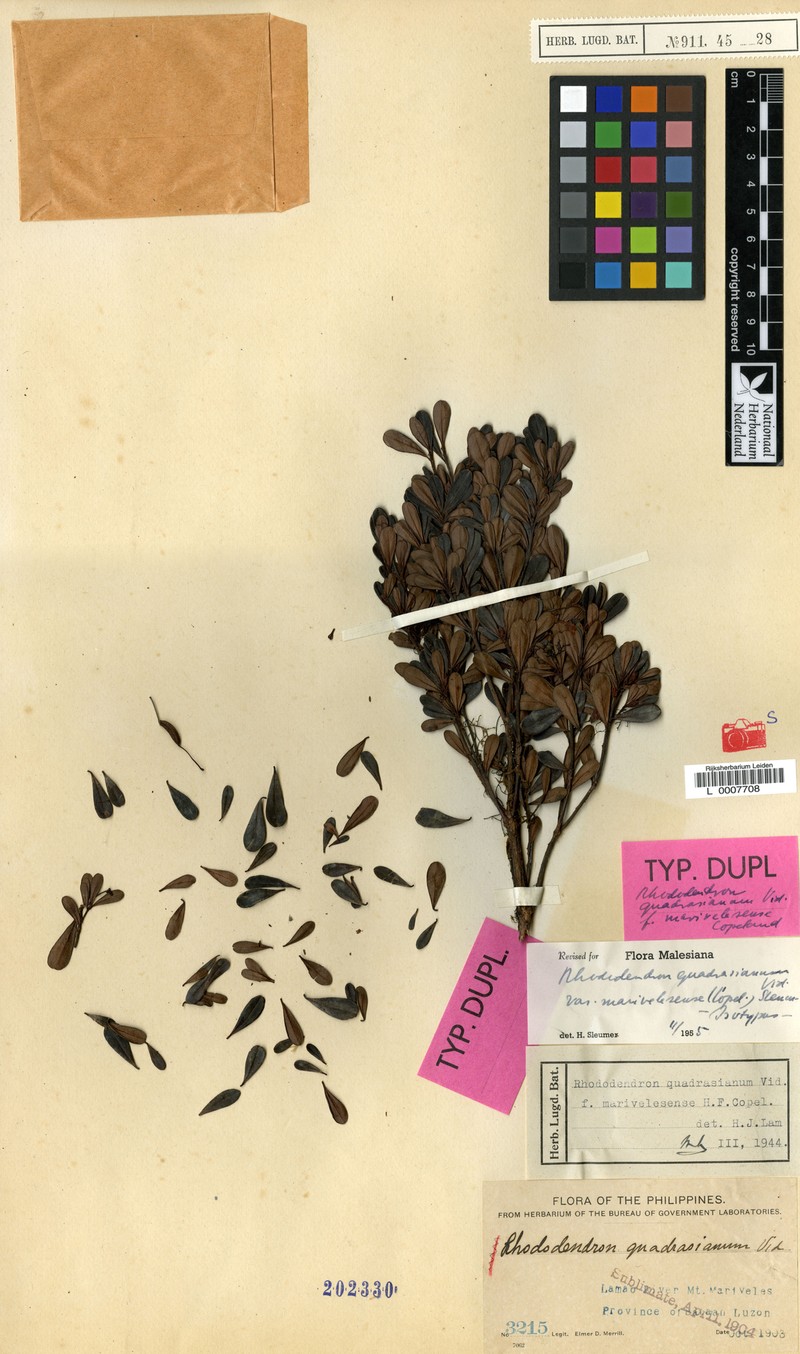 Rhododendron quadrasianum var. marivelesense photo 4