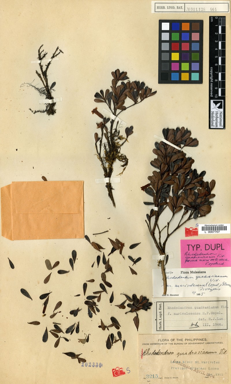 Rhododendron quadrasianum var. marivelesense photo 5