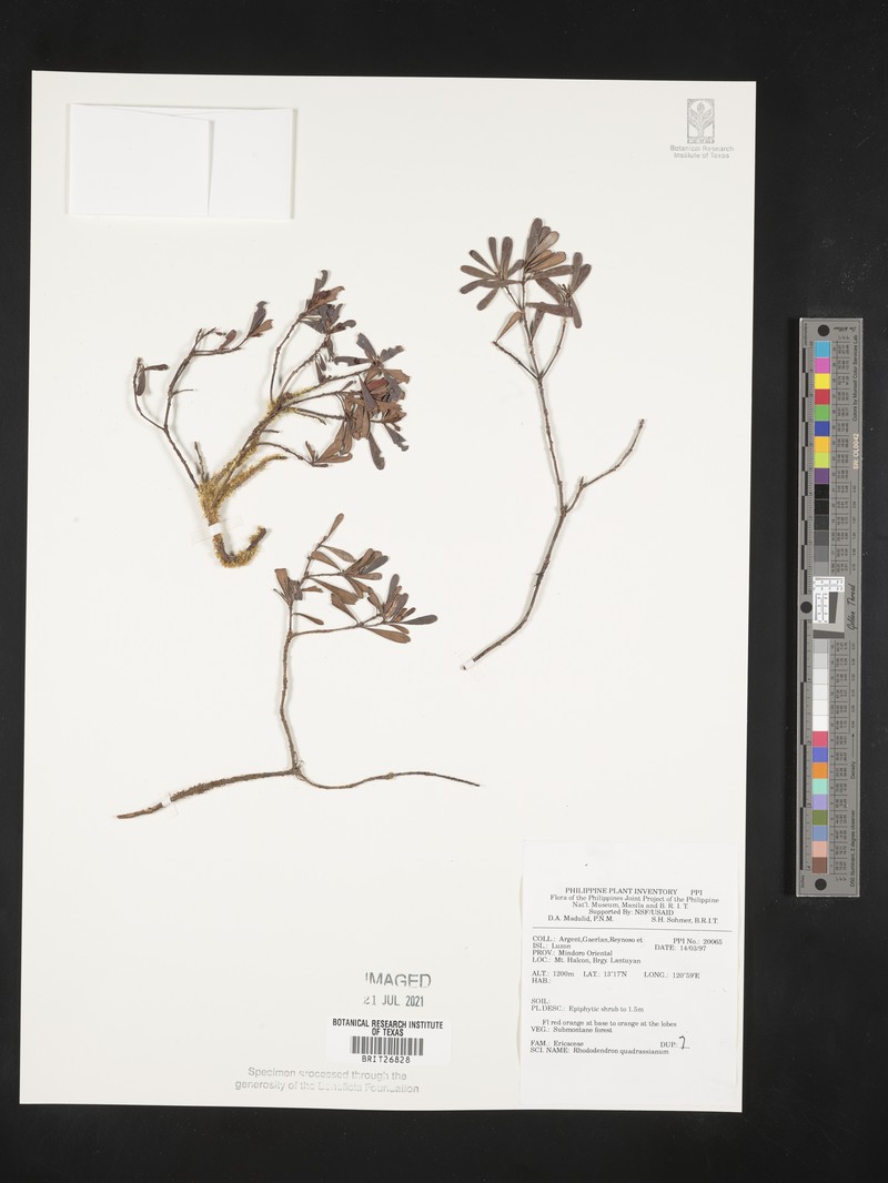 Rhododendron quadrasianum var. quadrasianum