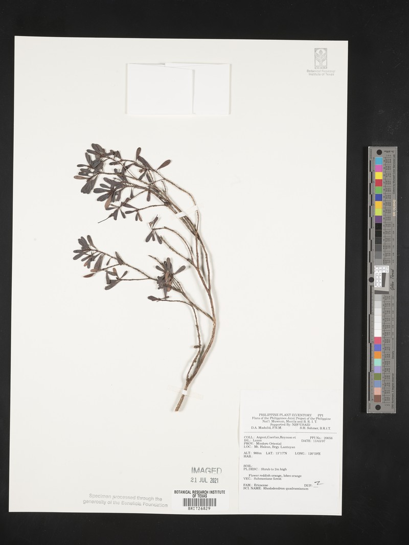 Rhododendron quadrasianum var. quadrasianum photo 2