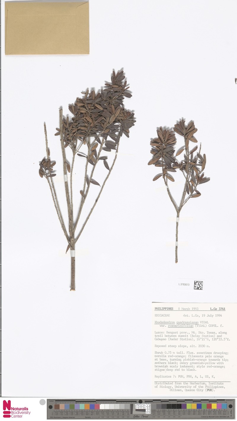 Rhododendron quadrasianum var. rosmarinifolium