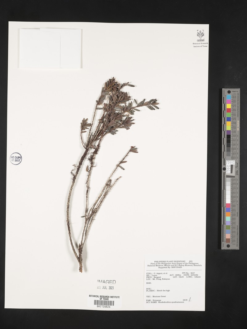 Rhododendron quadrasianum var. rosmarinifolium photo 2