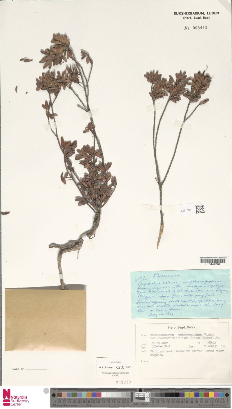Rhododendron quadrasianum var. rosmarinifolium photo 3