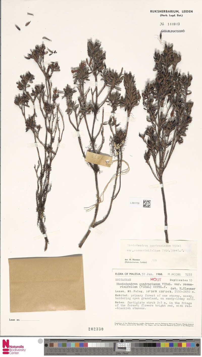 Rhododendron quadrasianum var. rosmarinifolium photo 6