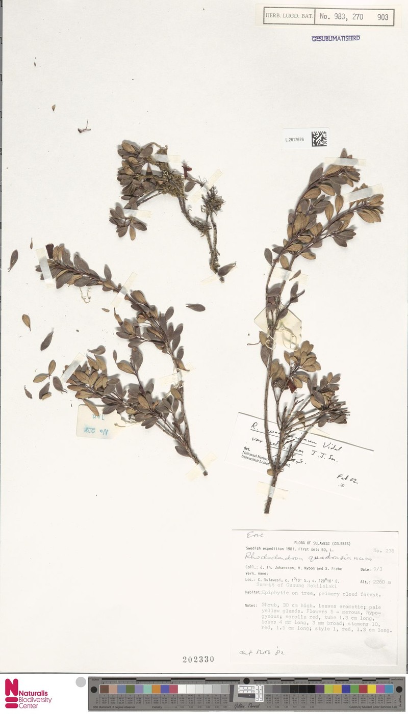 Rhododendron quadrasianum var. selebicum