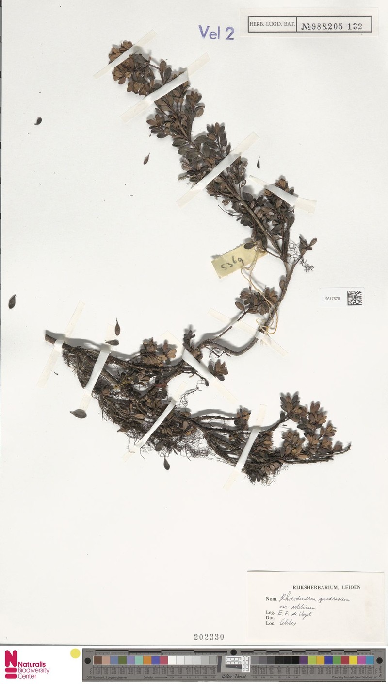Rhododendron quadrasianum var. selebicum photo 2